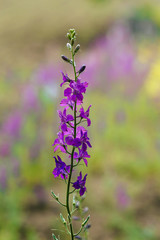 Purple loosestrife.