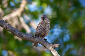 Red Crossbill, (Loxia curvirostra) bird in the natural habitat.