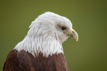 A White Bald Eagle