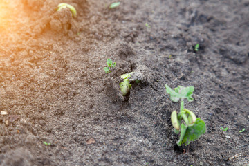 A close-up of germinating seeds planted in the ground by young juicy green springy sprouts of...