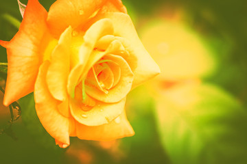 yellow rose