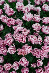 Obraz premium Flowers from Sweden 