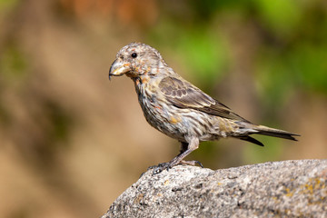 Red Crossbill, (Loxia curvirostra) bird in the natural habitat.