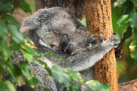 Koala mom and baby sleeping
