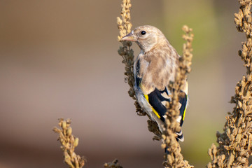 European Goldfinch (Carduelis carduelis) bird in the natural habitat.