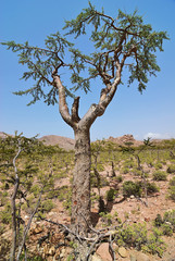 Socotra Island, Yemen. Frankincense Tree