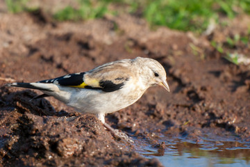 European Goldfinch (Carduelis carduelis) bird in the natural habitat.