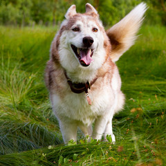 Husky siberien