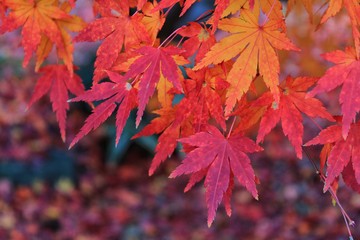 Autumn Season Foliage Scenery 002