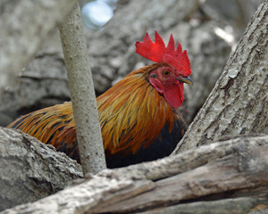 Wild Chicken of Grand Cayman