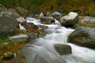 stream in the forest