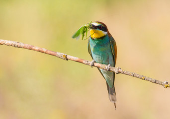 Bee-eater, Merops apiaster. The most colorful bird of Eurasia. Bird caught prey