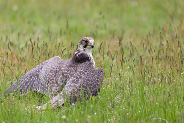 Gerfalke