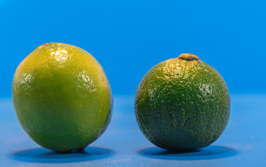Tahitian lemon (Citrus × latifolia) in natura on blue background