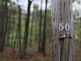 Fototapeta premium 50 number on telephone pole right birthday 