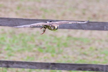 Gerfalke