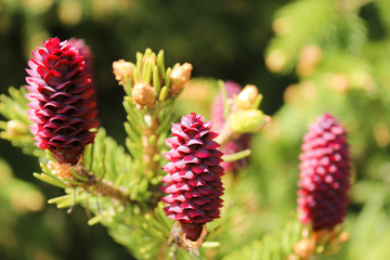 Red fir cones on a pine tree.