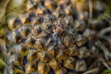 Pine cone close-up. Macro.