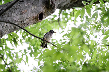 A starling
