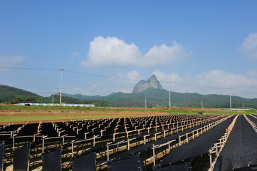 Ginseng Field in Jinan-gun, South Korea.