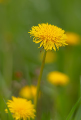 Yellow dandelions growing on a lawn illuminated by the sunlight