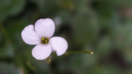 small delicate white flower growing in the garden
