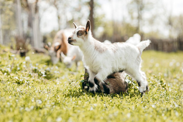 Naklejka na ściany i meble Beautiful summer landscape with a goat 