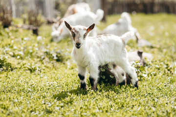 Fototapeta premium Beautiful summer landscape with a goat 