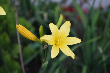 Hermoso lirio amarillo con seis pétalos en su tallo verde a la luz del sol de verano y con el fondo del prado borroso.