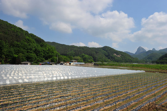 The Rural Landscape of Farming Area in Jinan-gun, South Korea and Maisan Mountain.