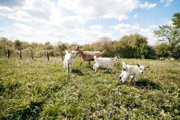 Fototapeta premium Beautiful summer landscape with a goat 