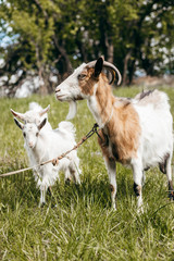 Obraz premium Beautiful summer landscape with a goat 