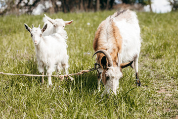 Obraz premium Beautiful summer landscape with a goat 