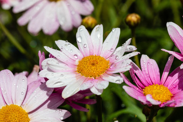 Obraz premium Magerite