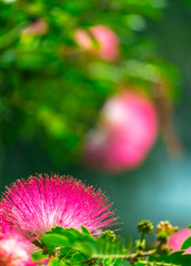 Obraz na płótnie Canvas Beautiful Raintree flower (Samanea saman (Jacg.) Merr. ) at Thai flower garden