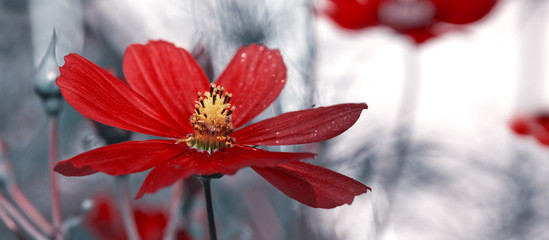 Closeup of red cosmos flowers. Summer background.