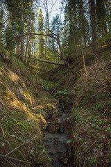 A beautiful green forest with moss and small ravines, post-war trenches