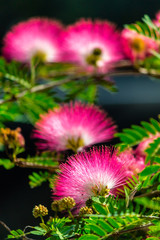 Obraz premium Beautiful Raintree flower (Samanea saman (Jacg.) Merr. ) at Thai flower garden