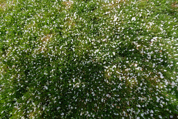 Pétales de bourgeons sur l'herbe au printemps - France