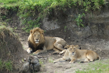 Naklejka na ściany i meble Lion and Lioness getting alert