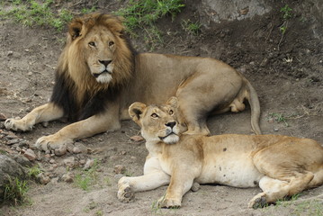 Lion and Lioness