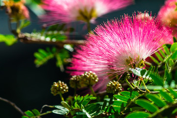 Beautiful Raintree flower (Samanea saman (Jacg.) Merr. ) at Thai flower garden
