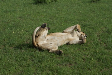 Lioness showing her belly