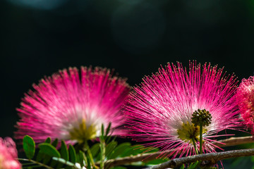 Obraz premium Beautiful Raintree flower (Samanea saman (Jacg.) Merr. ) at Thai flower garden