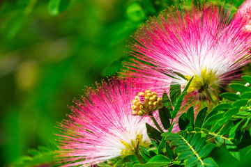 Beautiful Raintree flower (Samanea saman (Jacg.) Merr. ) at Thai flower garden