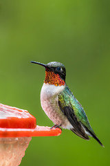 Closeup of a hummingbird in the garden in summer © Skyler