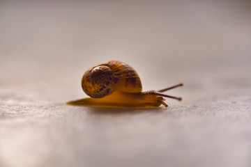 Common snail on a white table