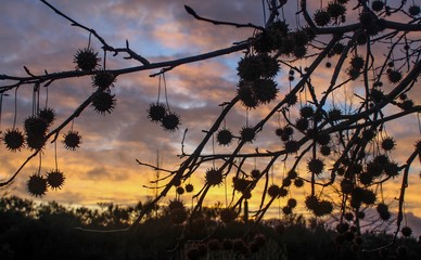 Sombra de uma planta ao p&ocirc;r-do-sol