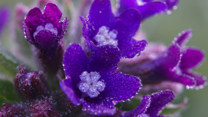 morning, incredibly beautiful little flowers in the dew