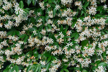 Plant and flowers background. Green and white natural city wall. Summer background.